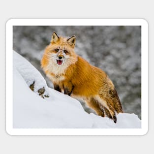 Red Fox 1 Sticker